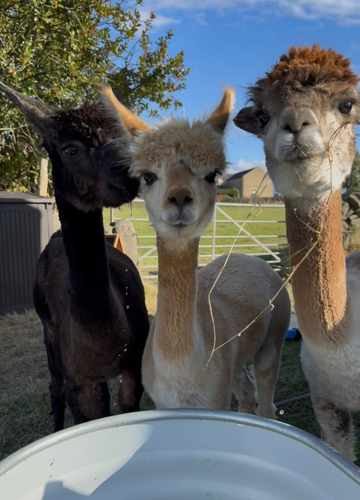 Ophelia, Leticia and Audrey at Chevin End Guest House