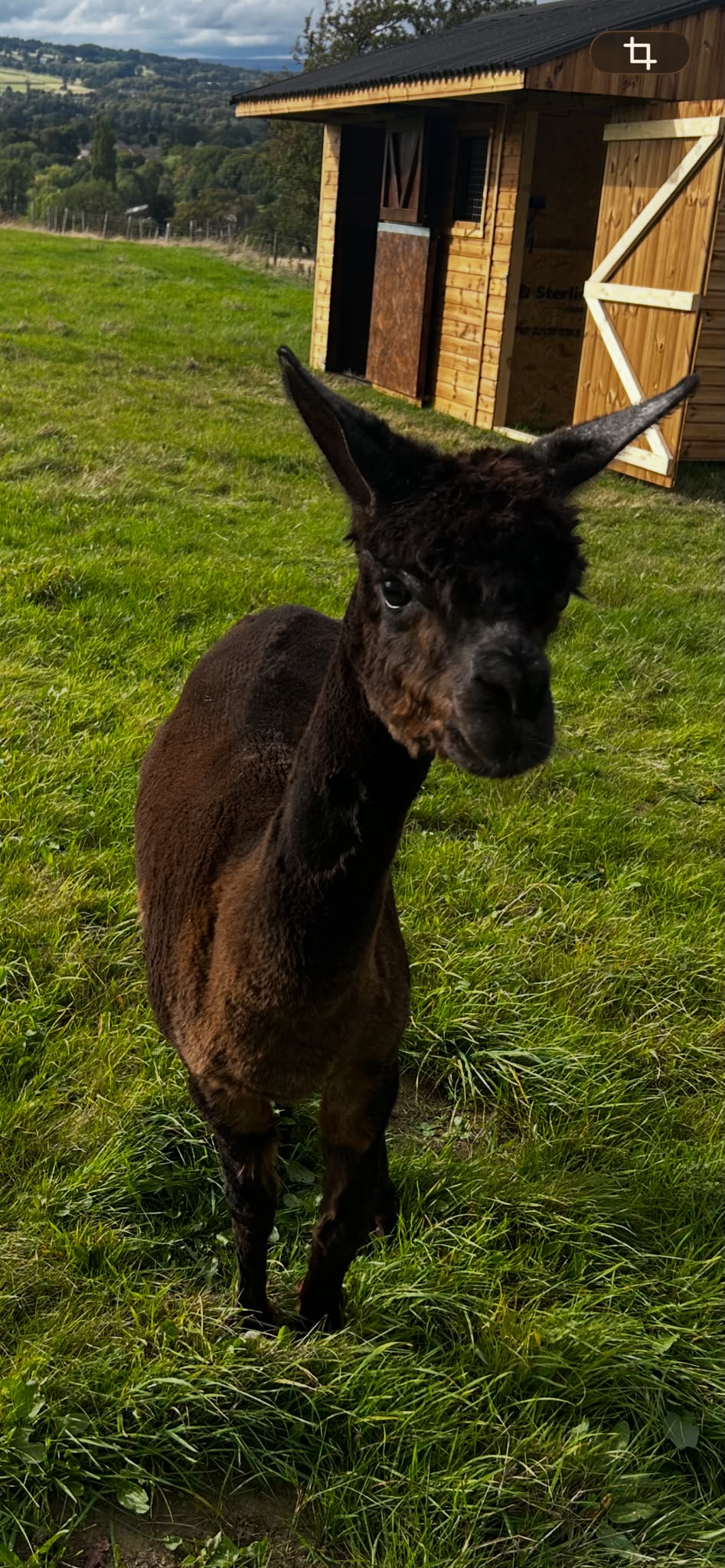 Leticia the alpaca at Chevin End